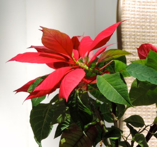 DSCN0441 - Version 2