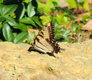 DSCN5428 - Version 2