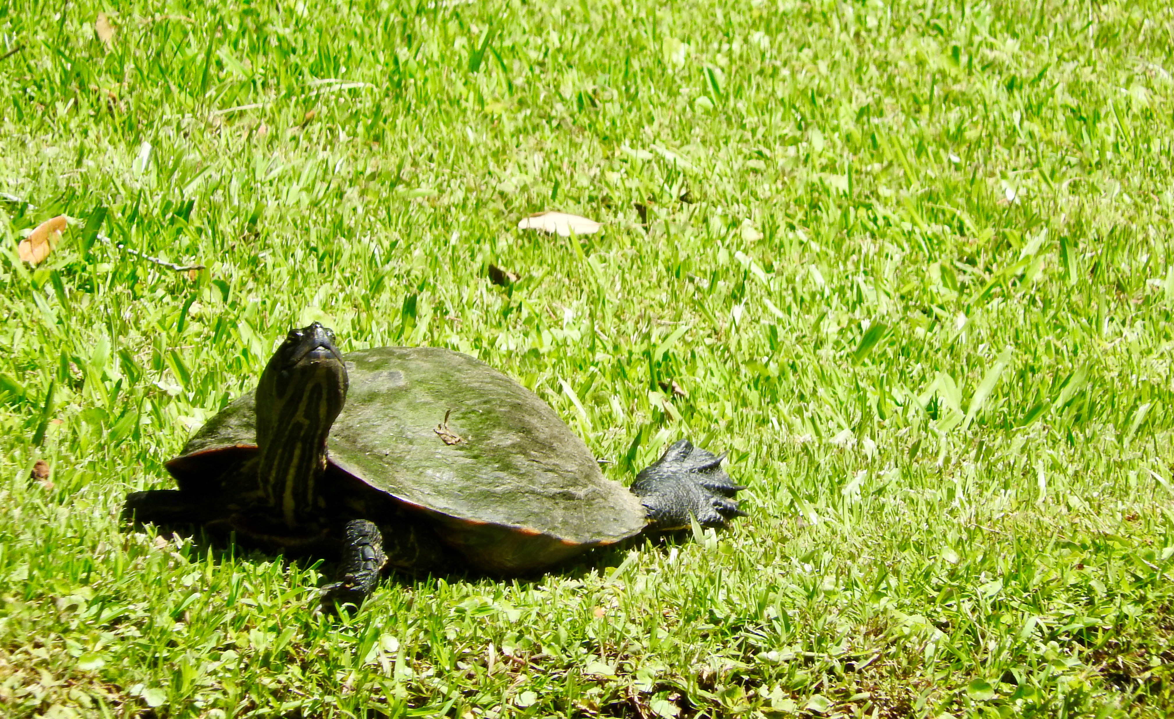 Turtle Yurtle Share Your World | Going To The Turtles | THE SPECTACLED BEAN